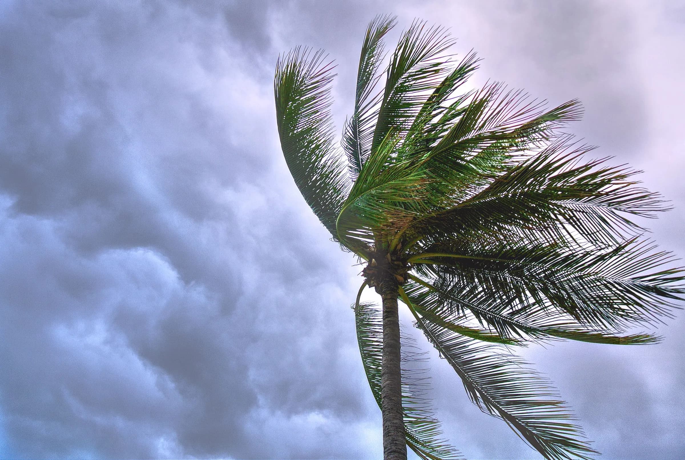 Palm tree bending in strong wind against dark, dramatic storm clouds.